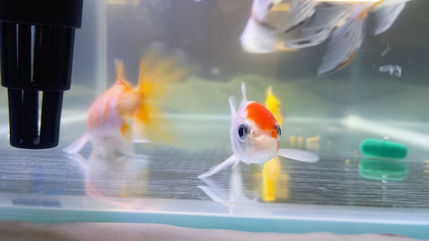 How Eellite is Transforming the Aquatics Industry