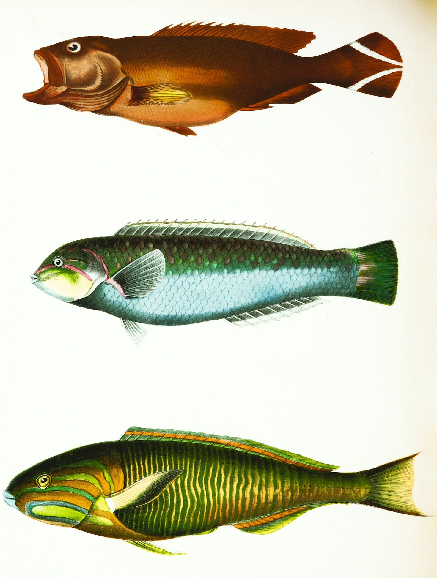 The Future of Aquaculture: Insights from Eellite