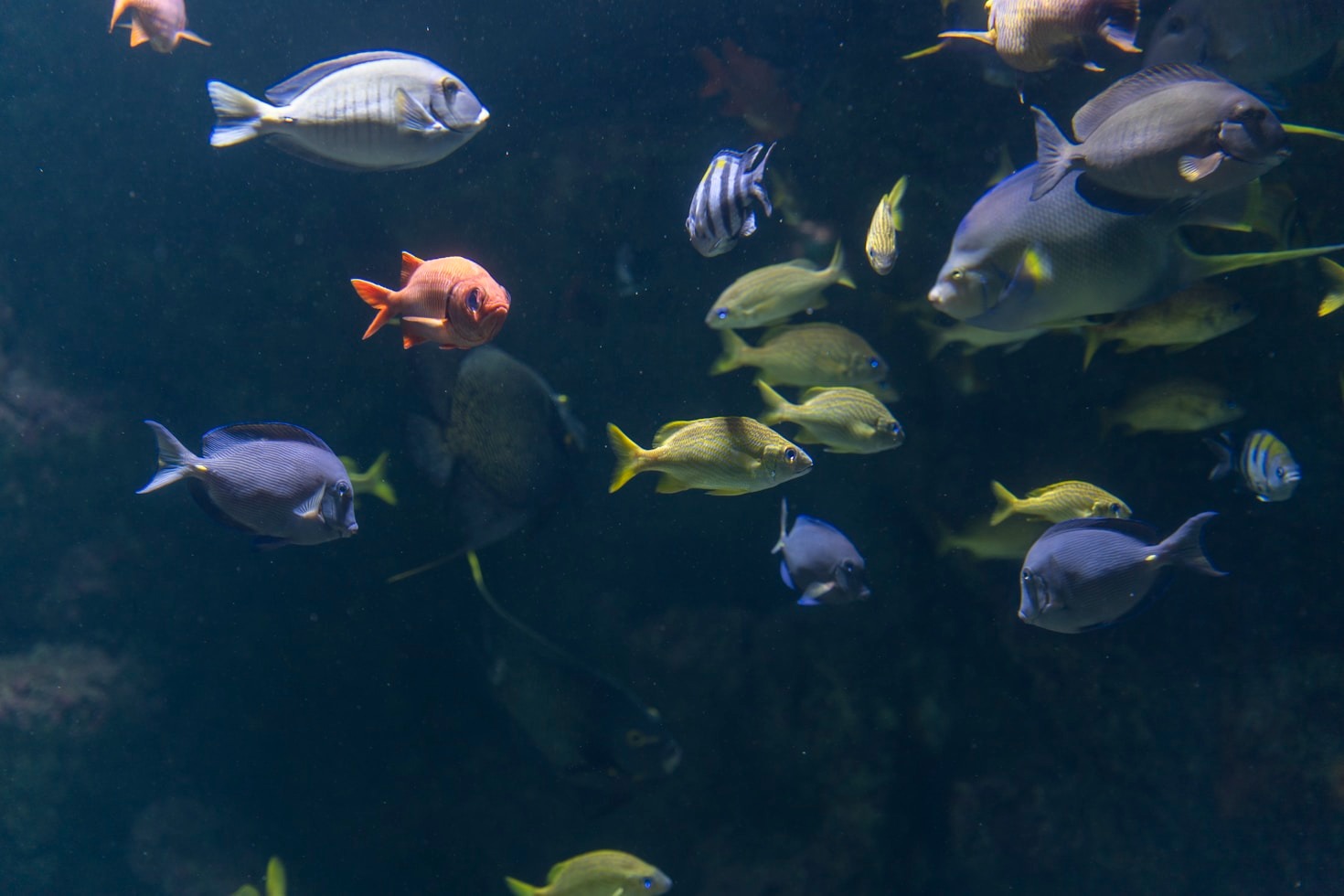 Revolutionizing Fish Industries Through Innovation