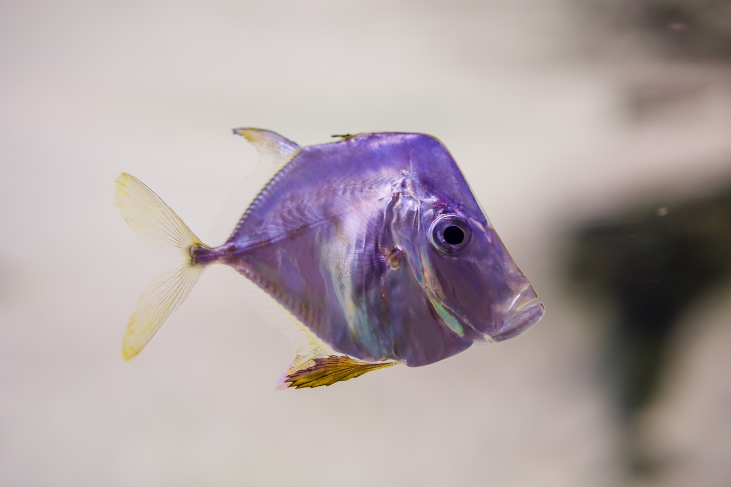 Sustainable Practices in the Modern Aquatic Sector