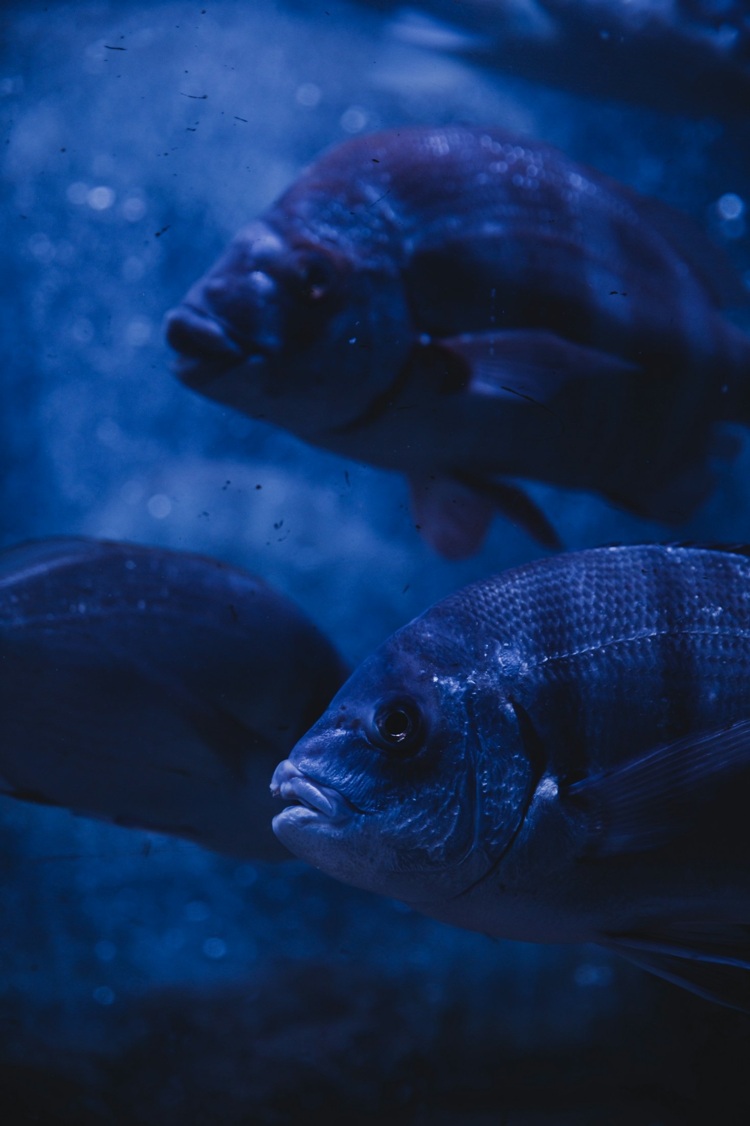 Top Trends in Aquatic Technology to Watch