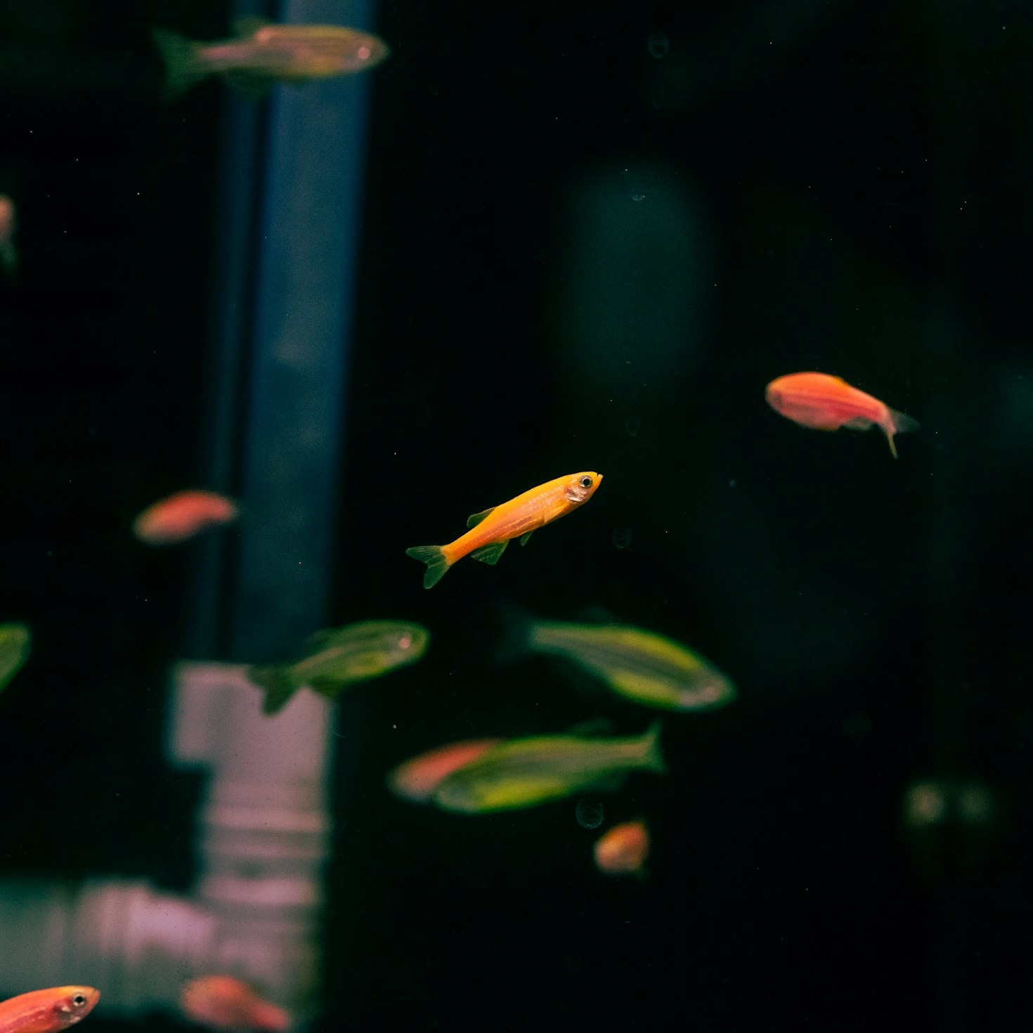Empowering Aquatic Enterprises with Next-Gen Tools