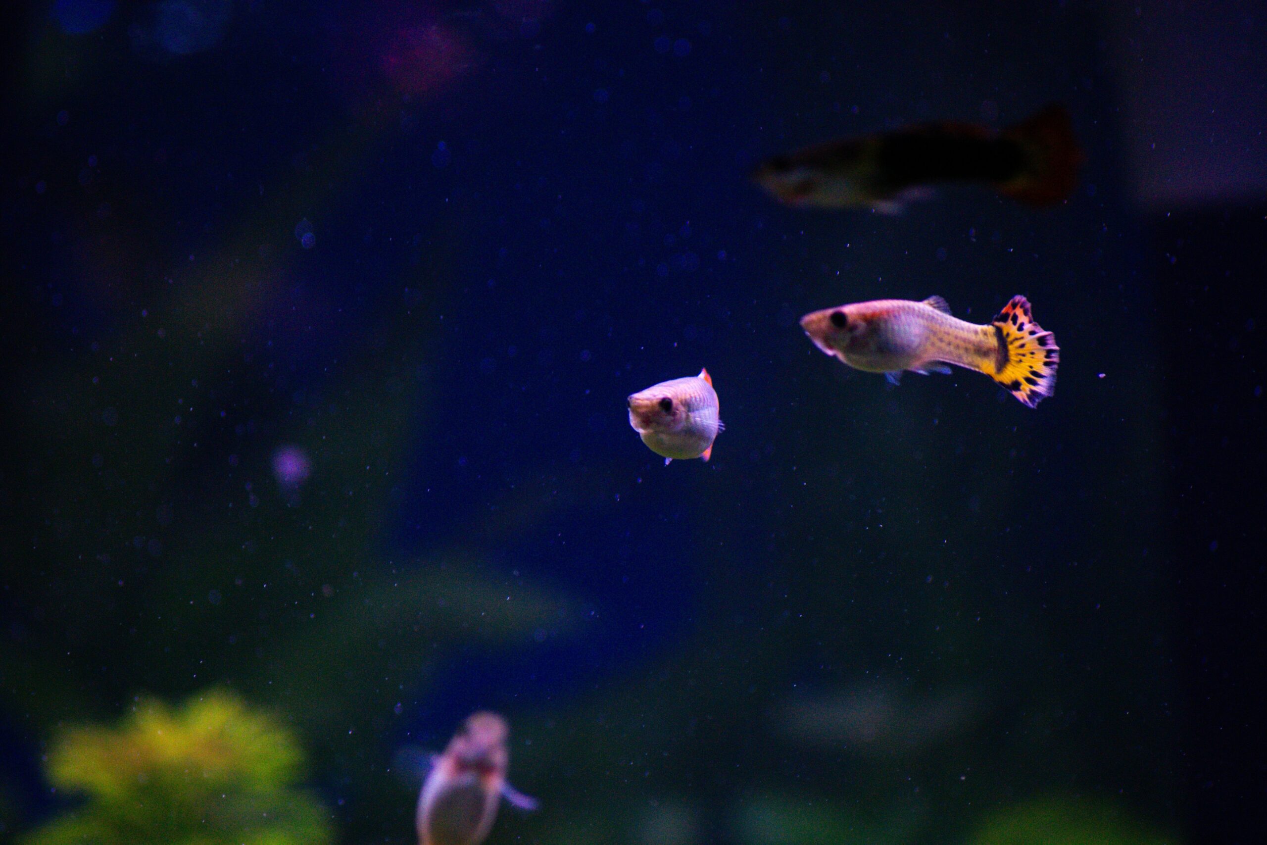 Hello world!